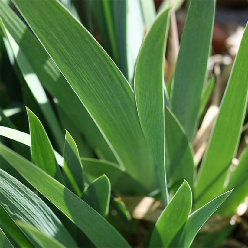 Iris germanica Buc Joyeux Anniversaire - Iris des jardins remontant (Foliage)