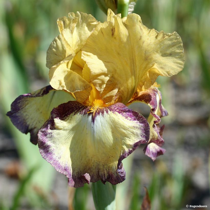 Iris germanica Bullwinkle - Iris de bordure (Flowering)