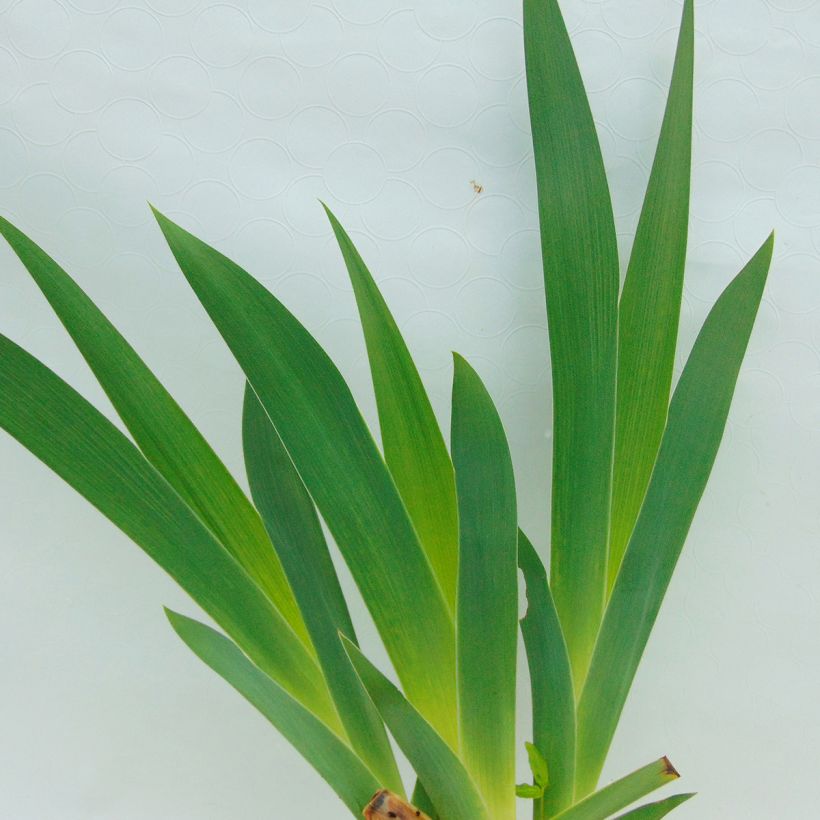 Iris germanica Burnt Toffee (Foliage)