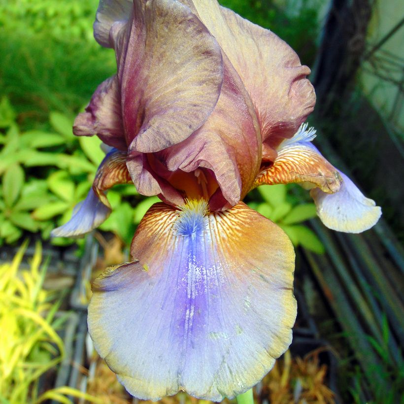 Iris germanica Burnt Toffee (Flowering)
