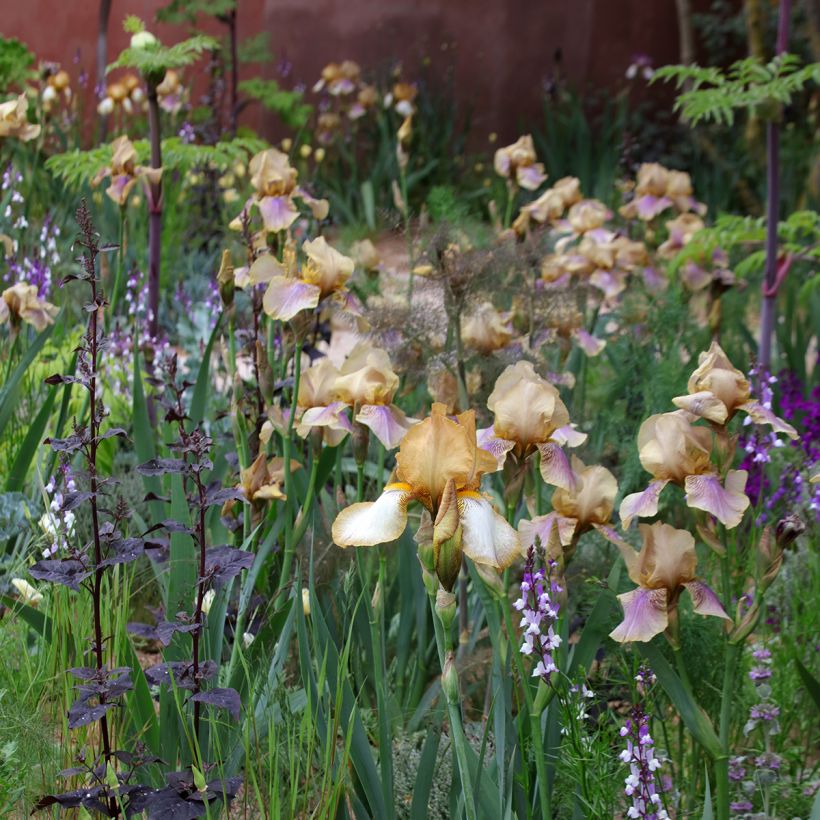 Iris germanica Burnt Toffee (Plant habit)