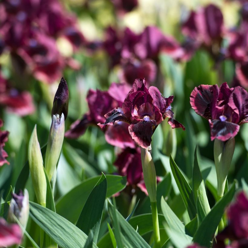 Iris germanica Cat's Eye - Iris des Jardins Lilliput (Plant habit)