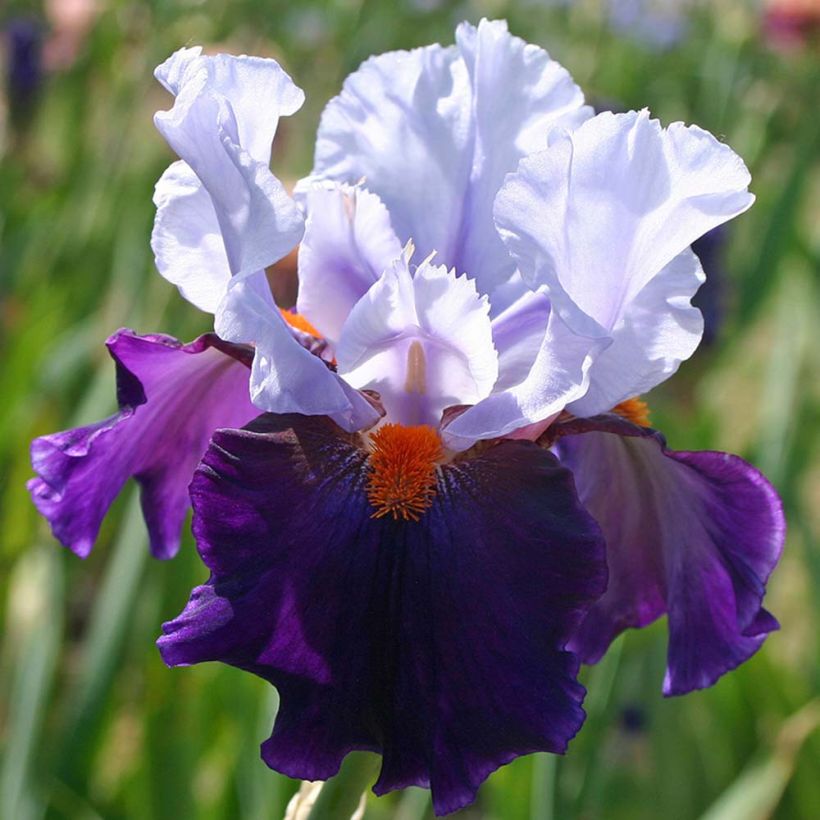 Iris germanica Chelsea Bleu (Flowering)