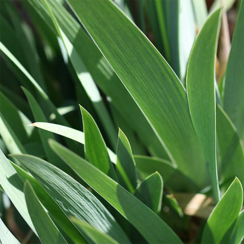 Iris germanica Devil Baby - Iris des Jardins Lilliput (Foliage)