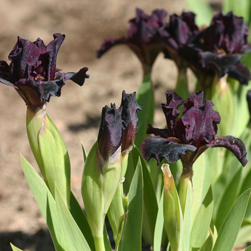 Iris germanica Devil Baby - Iris des Jardins Lilliput (Flowering)