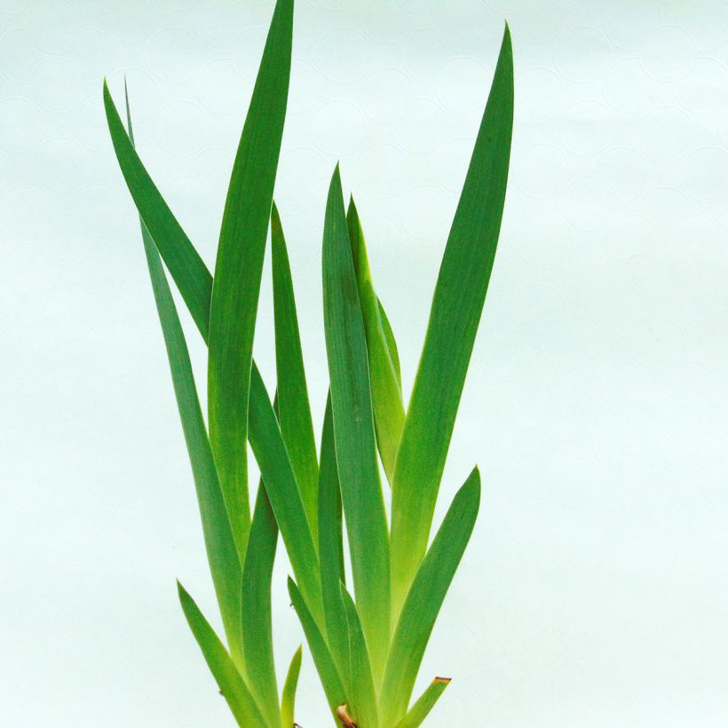 Iris germanica Donegal - Iris des Jardins intermédiaire. (Foliage)