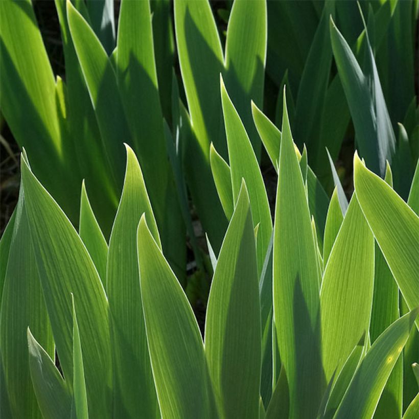 Iris germanica Drama Queen - Iris des Jardins (Foliage)