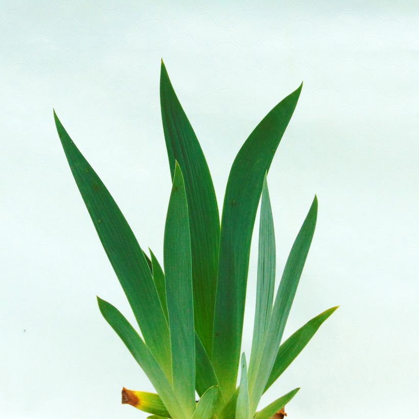 Iris germanica Edith Wolford - Iris des jardins (Foliage)