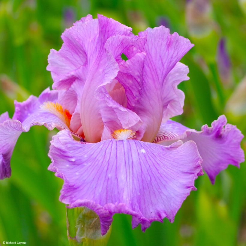 Iris germanica Effrontée - Grand Iris des Jardins (Flowering)