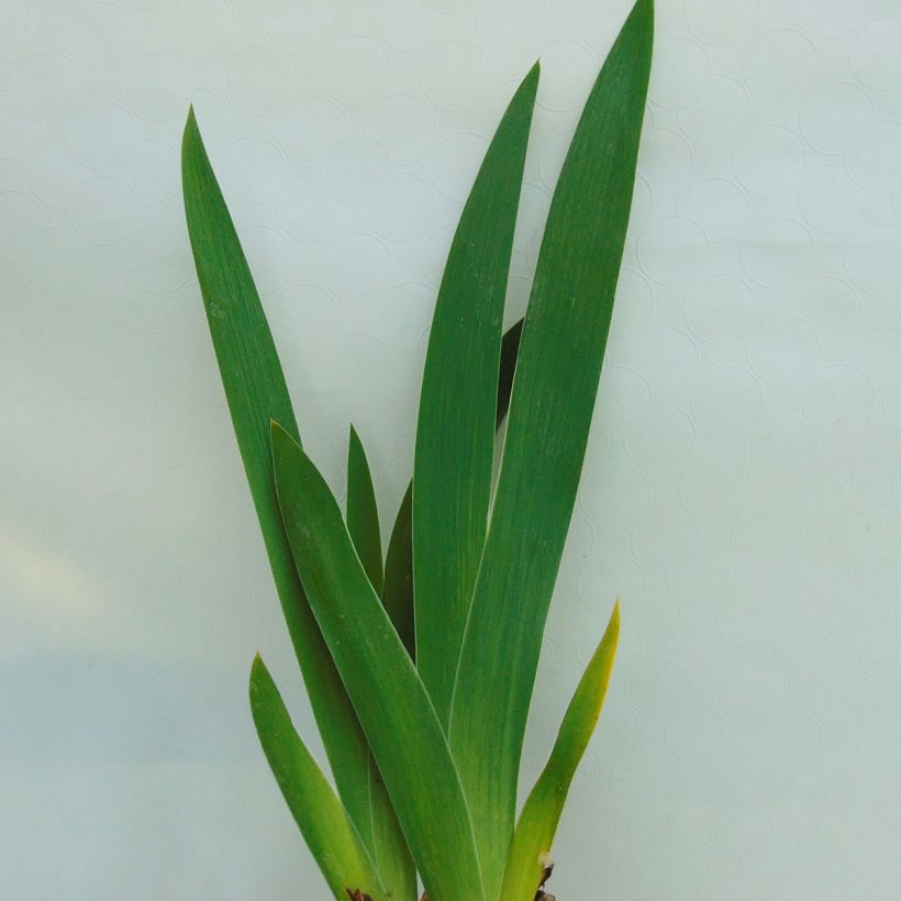 Iris germanica English Charm - Iris des jardins remontant (Foliage)