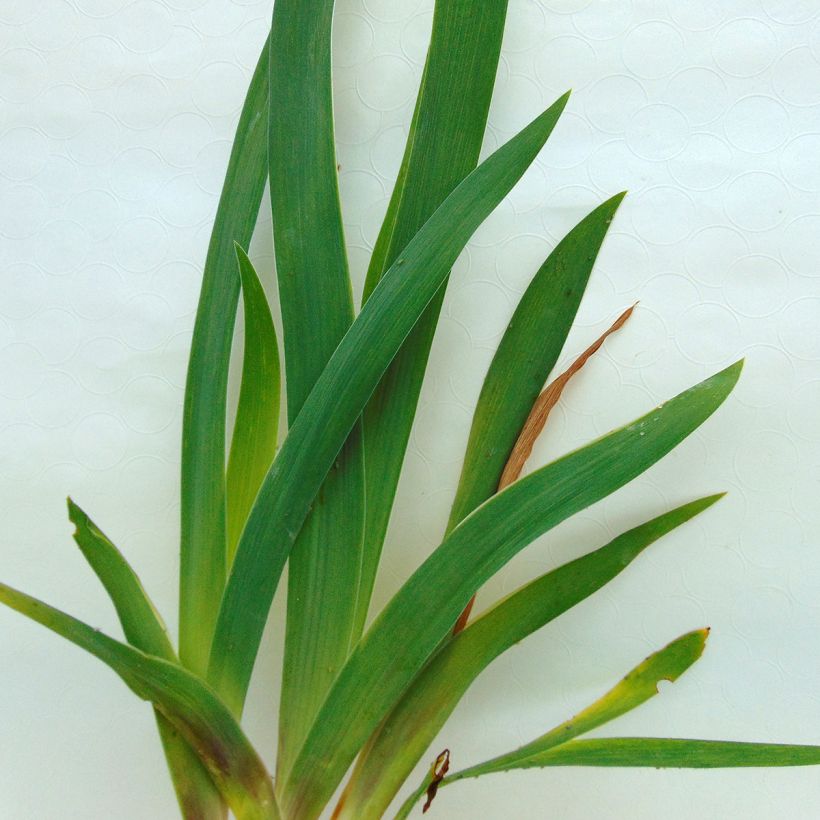 Iris germanica Fiery Temper - Iris des Jardins (Foliage)