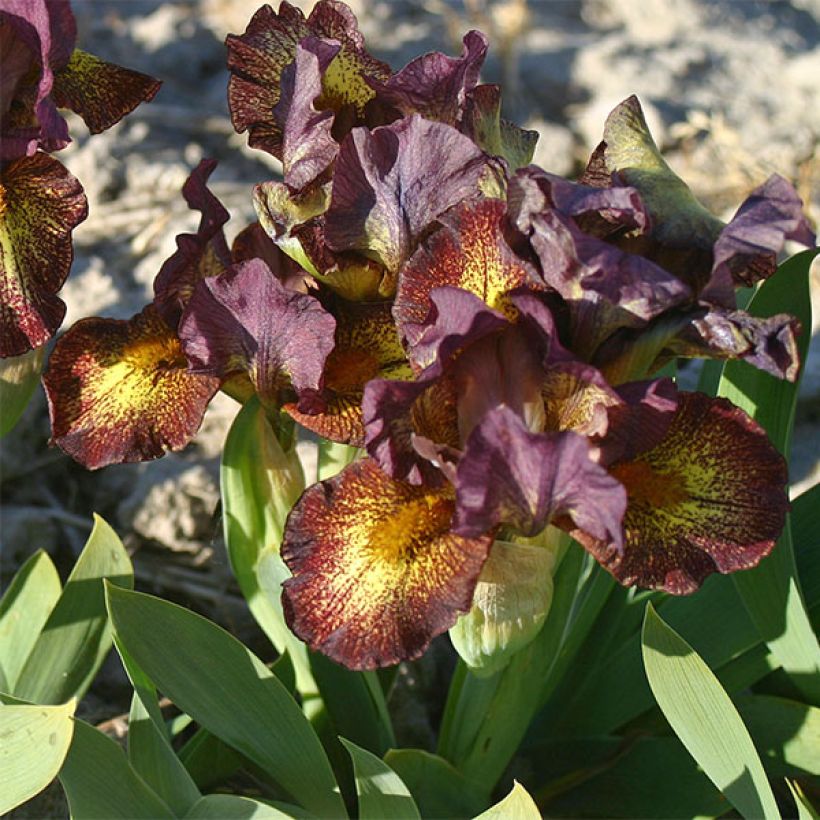 Iris germanica Firestorm - Iris des Jardins lilliput (Flowering)