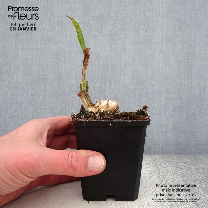 Example of Iris germanica Frappé - Iris des Jardins remontant Godet de 8/9 cm as you get in hiver