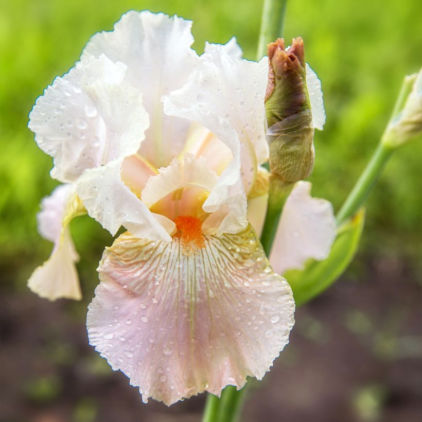 Iris germanica Frappé - Iris des Jardins remontant (Flowering)