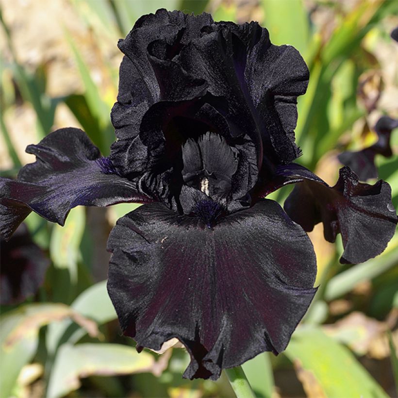 Iris germanica Ghost Train - Iris des Jardins (Flowering)