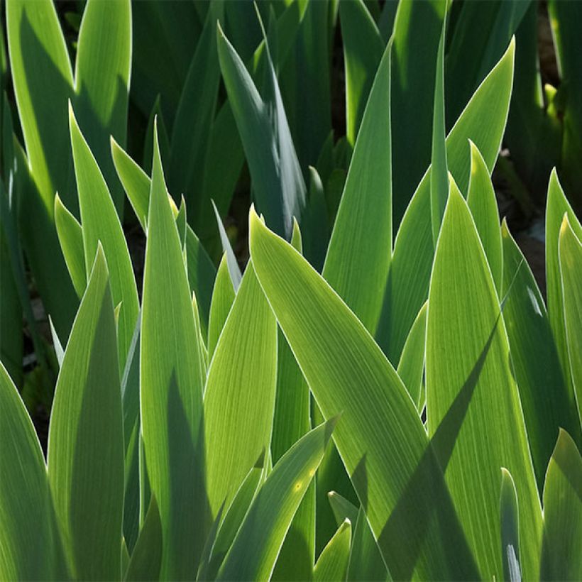 Iris germanica Good Show - Iris des Jardins (Foliage)