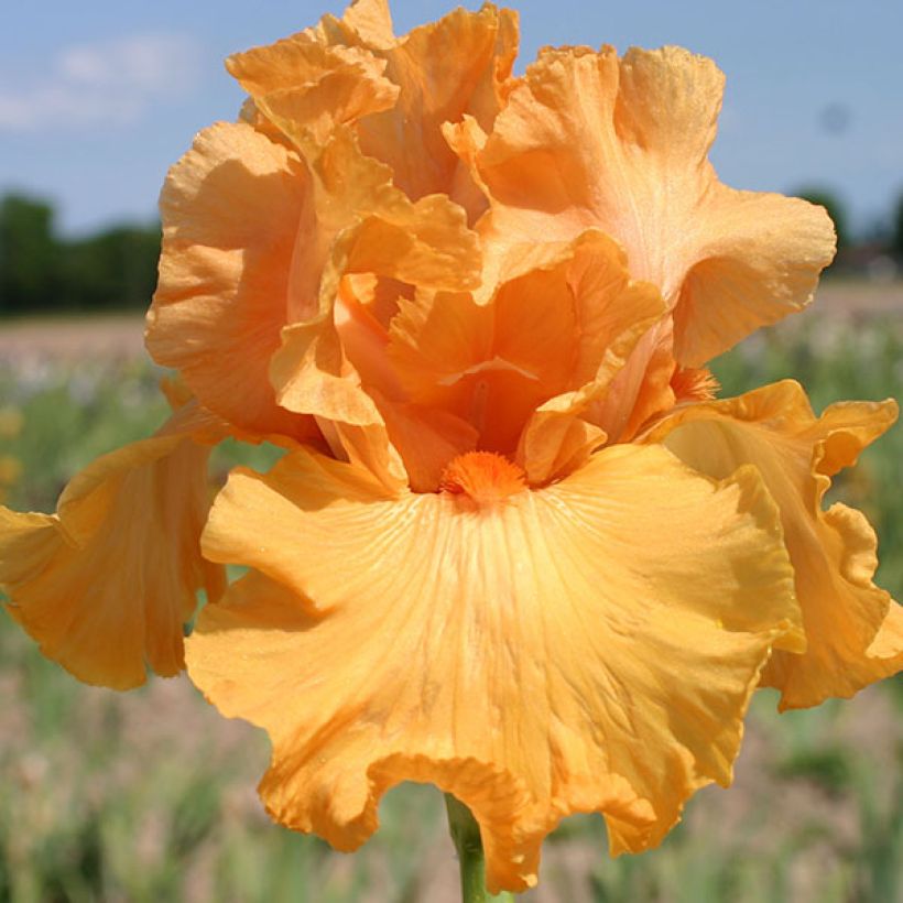 Iris germanica Good Show - Iris des Jardins (Flowering)