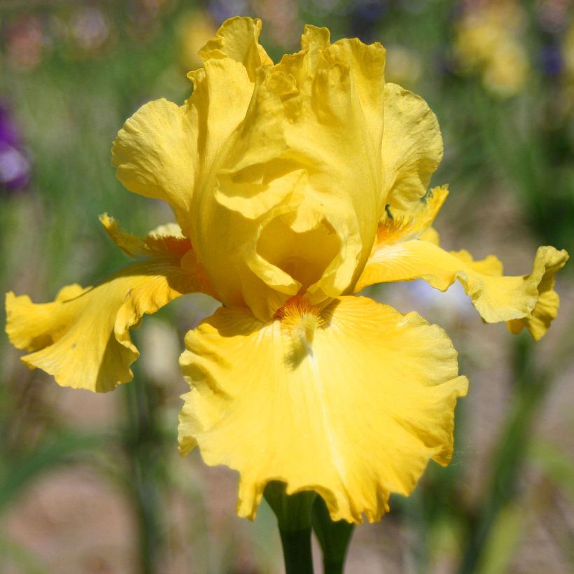 Iris germanica Grand Canari - Iris des Jardins (Flowering)