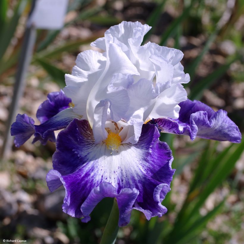Iris germanica Haute Savoie - Grand Iris des Jardins (Flowering)