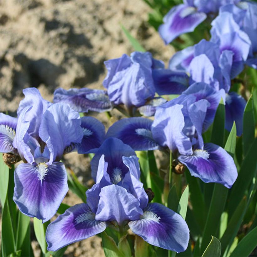 Iris germanica Katy Petts - Iris des Jardins Lilliput (Flowering)