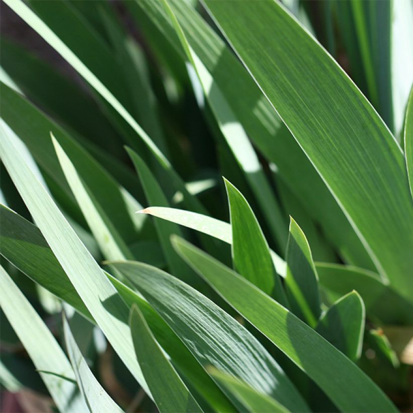 Iris germanica Mallow dramatic - Iris des Jardins (Foliage)