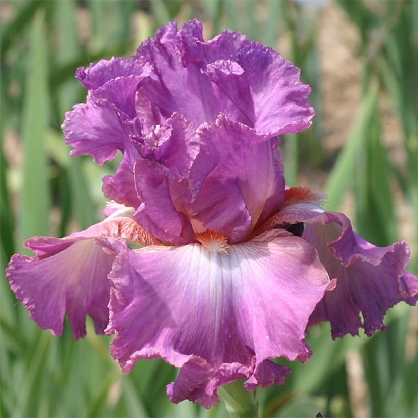 Iris germanica Mallow dramatic - Iris des Jardins (Flowering)