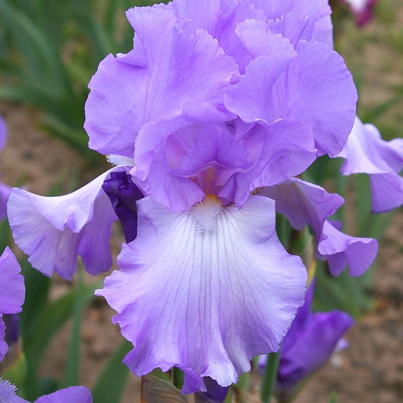 Iris germanica Mary Frances - Iris des Jardins (Flowering)