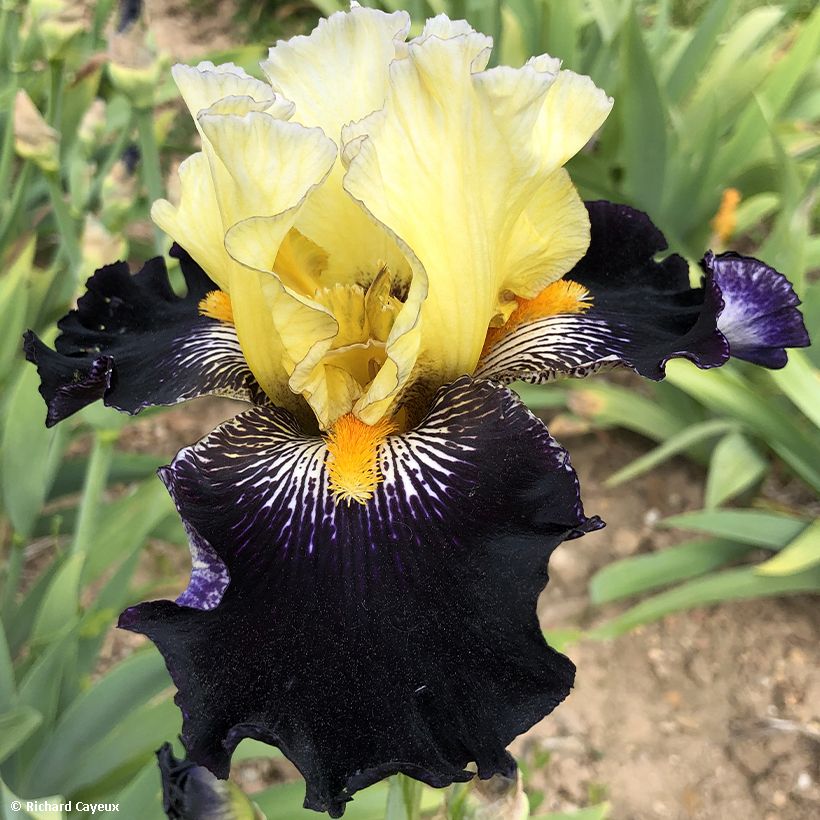 Iris Germanica Masque Noir - Iris des Jardins (Flowering)