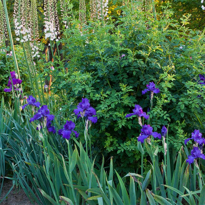 Iris germanica Mer du Sud - Iris des Jardins (Plant habit)