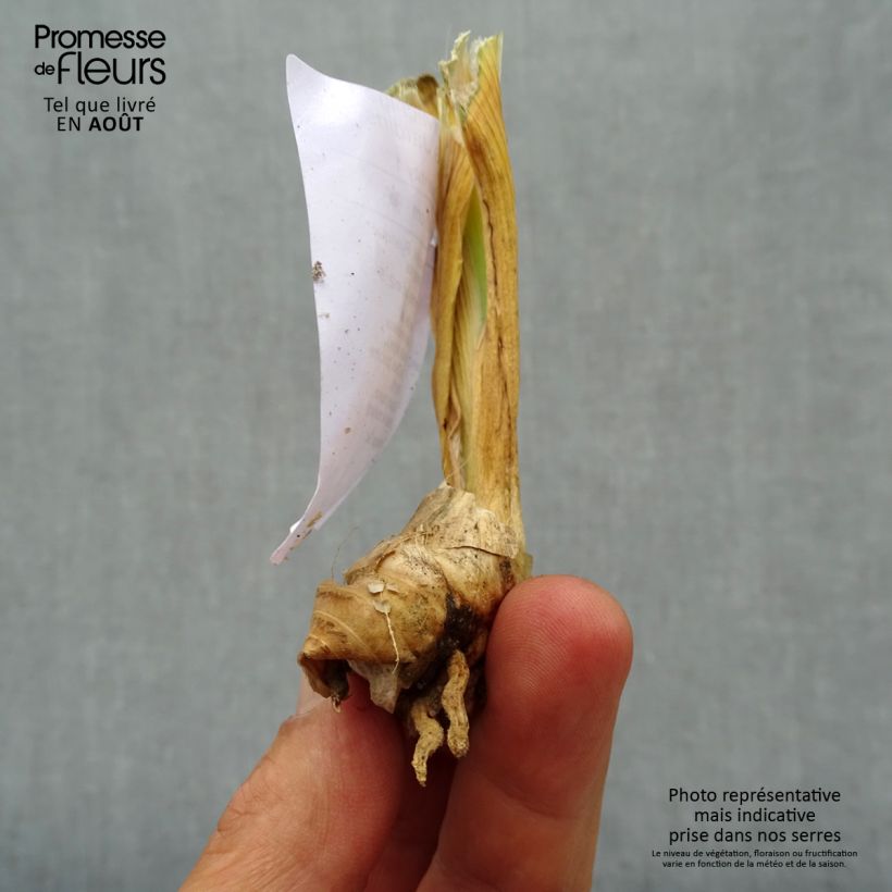 Example of Iris germanica Michigan Pride - Iris des Jardins  Godet de 8/9 cm as you get in ete