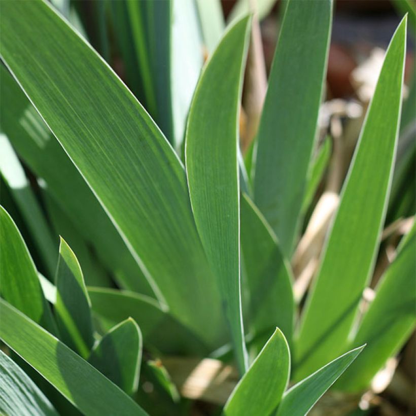 Iris germanica Ominous Stranger - Iris des Jardins (Foliage)