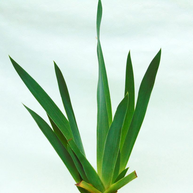 Iris germanica Pagan Dance - Iris des jardins (Foliage)