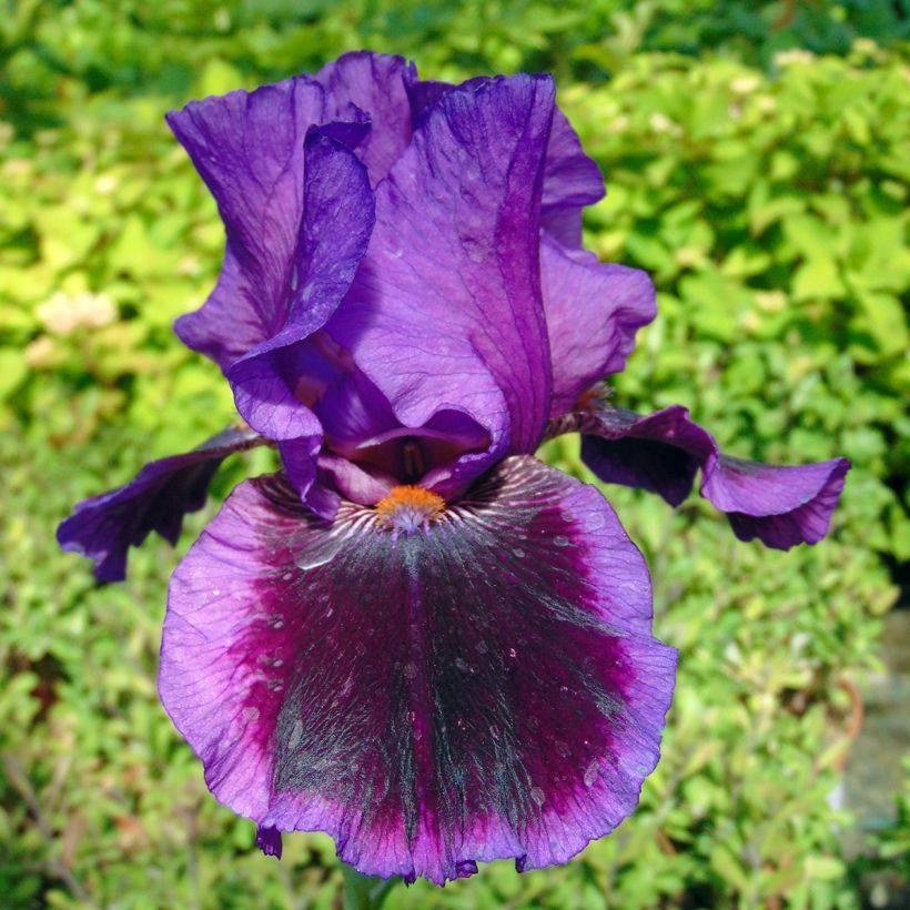 Iris germanica Pagan Dance - Iris des jardins (Flowering)