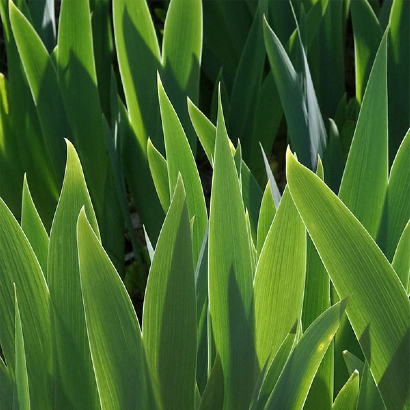 Iris germanica Petit Bijou - Iris des Jardins Lilliput (Foliage)