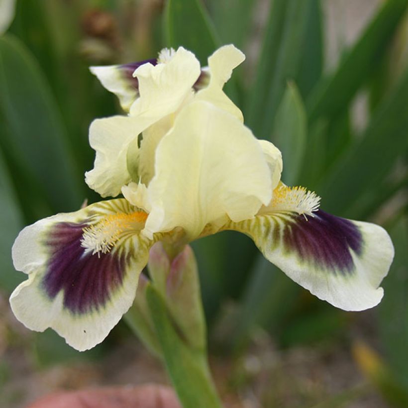 Iris germanica Petit Bijou - Iris des Jardins Lilliput (Flowering)