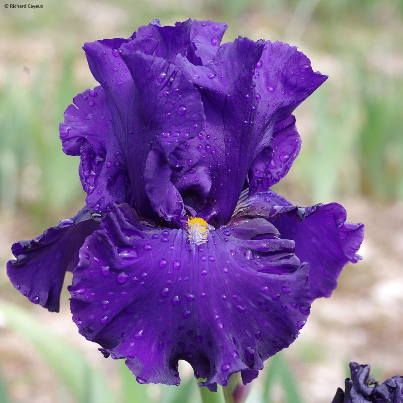 Iris germanica Profond Soupir - Grand Iris des Jardins (Flowering)