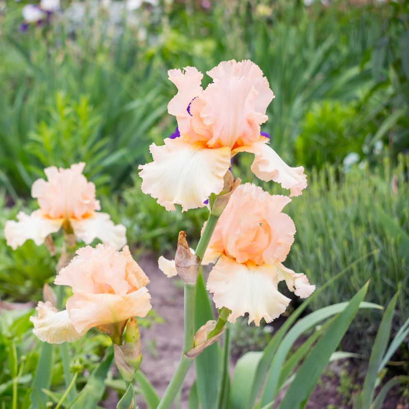 Iris germanica Qualified - Iris des Jardins (Plant habit)