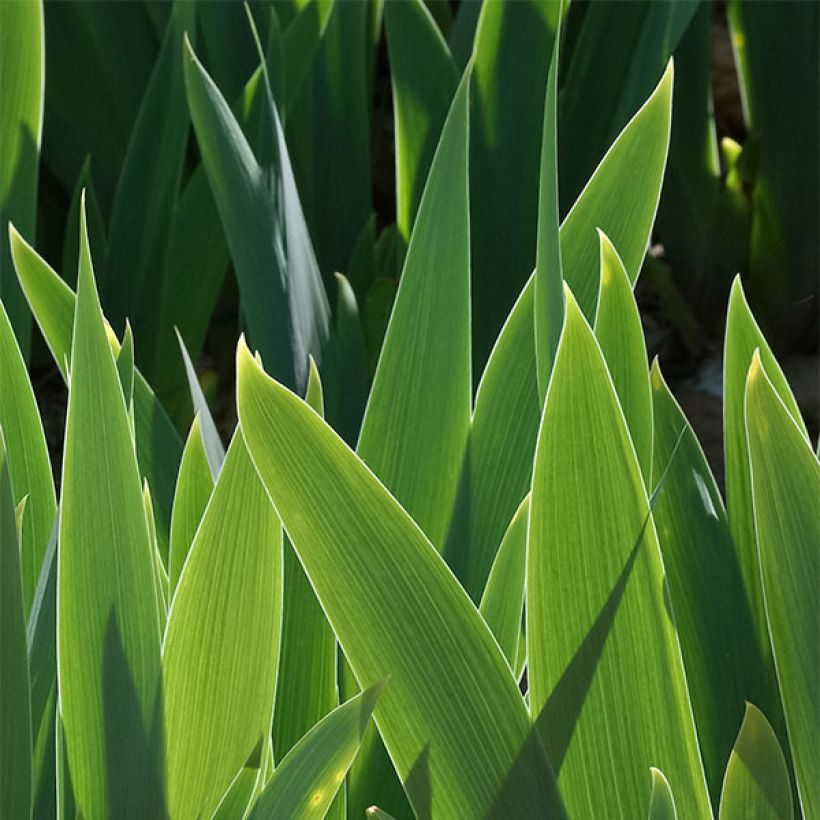 Iris germanica Raspberry Silk (Foliage)
