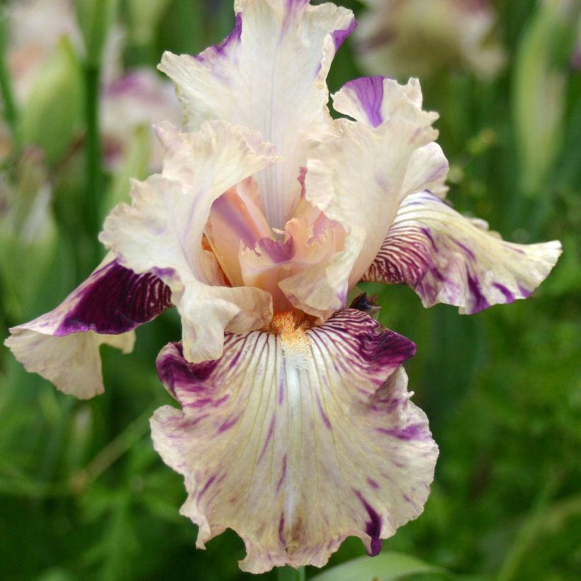 Iris germanica Raspberry Silk (Flowering)