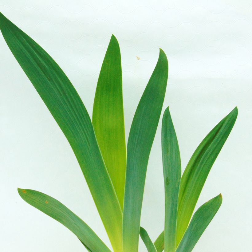 Iris germanica Raspberry Wine (Foliage)