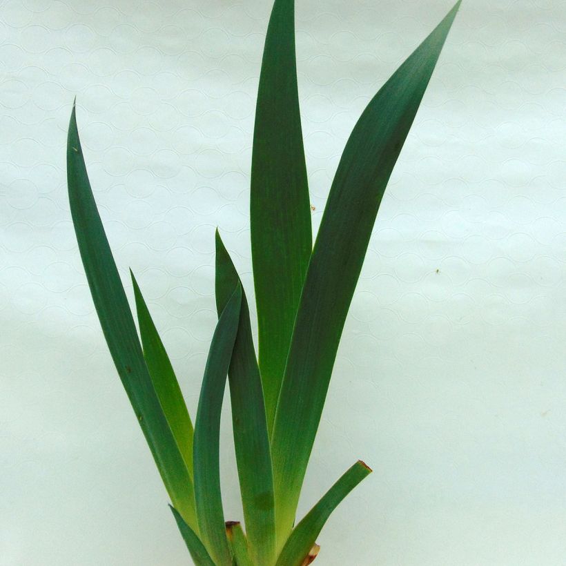 Iris germanica Rising Moon (Foliage)