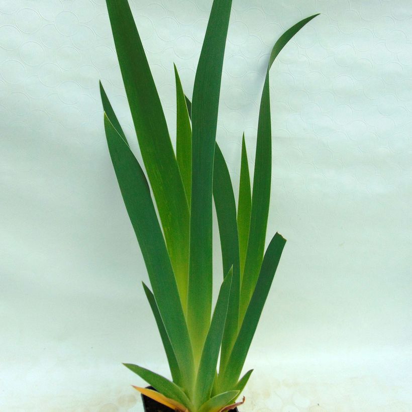 Iris germanica Ruffled Goddess (Foliage)