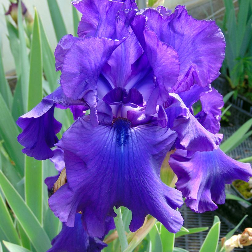 Iris germanica Ruffled Goddess (Flowering)