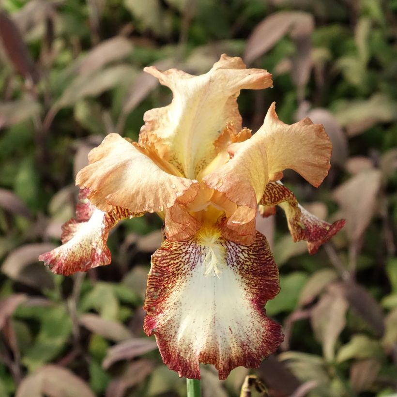 Iris germanica Siva Siva - Iris des Jardins (Flowering)