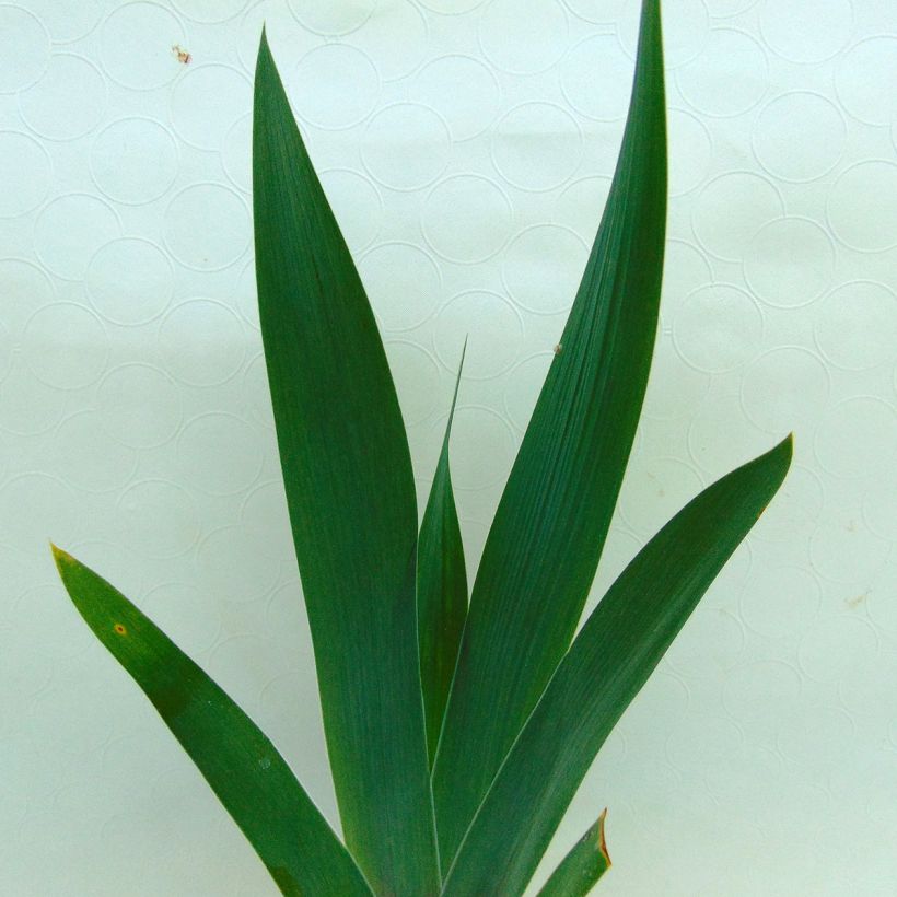 Iris germanica Smiling Faces - Iris des jardins (Foliage)