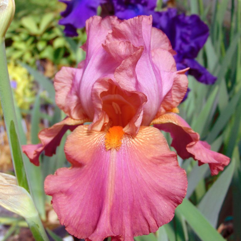 Iris germanica Sorbet Fraise (Flowering)