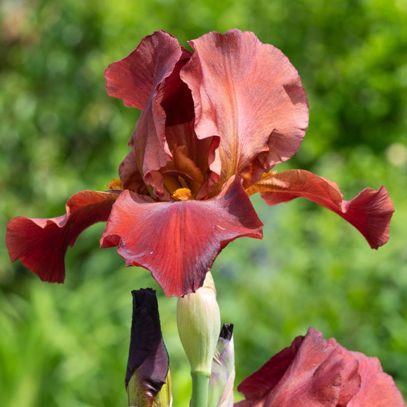Iris germanica Sultan's Palace - Iris des Jardins (Flowering)