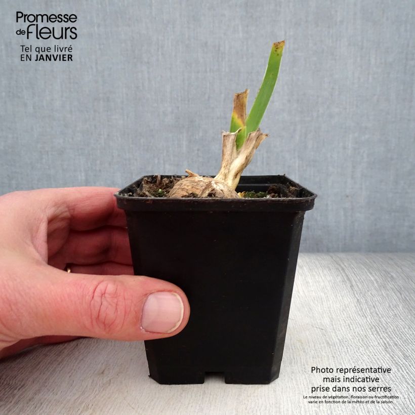 Example of Iris germanica Sunset Sky - Iris des Jardins Godet de 8/9 cm as you get in hiver