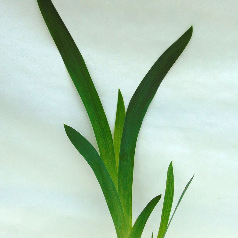 Iris germanica Thornbird (Foliage)