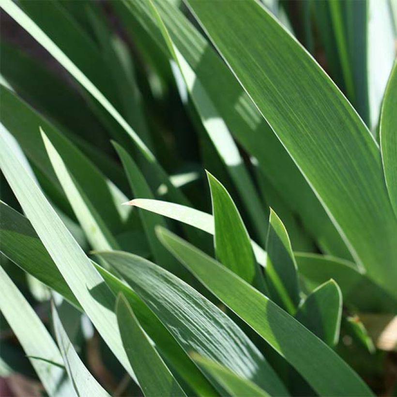 Iris germanica Tiger Honey (Foliage)